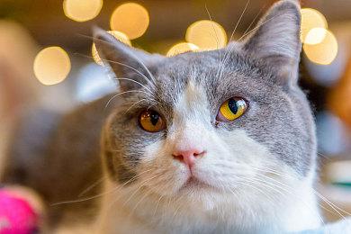 《木卫四协议》Steam开启预购 标准版383元